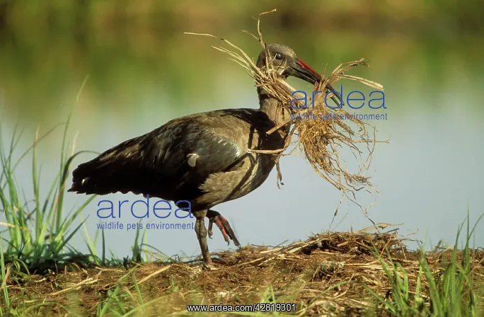 : Hadeda Ibis - with nest material : Hadeda Ibis - with nest material