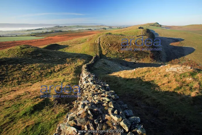 : Hadrian's Wall - autumn morning atmosphere beside : Hadrian's Wall - autumn morning atmosphere beside