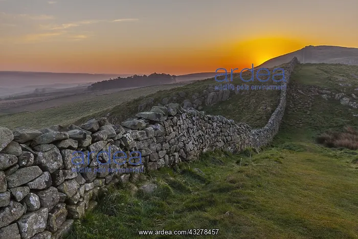  : Hadrians Wall - iconic historic stone wall Hadrians