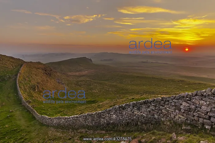  : Hadrians Wall - iconic historic stone wall Hadrians
