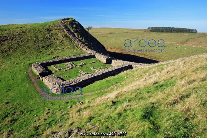 : Hadrian's Wall - beside Steel Rig, Castle Gap : Hadrian's Wall - beside Steel Rig, Castle Gap