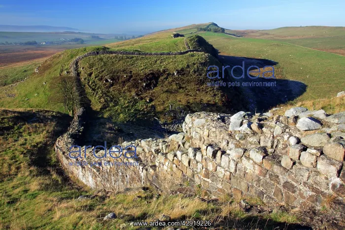 : Hadrian's Wall - beside Steel Rig, view looking west : Hadrian's Wall - beside Steel Rig, view looking west