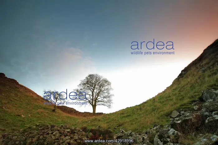 : Hadrian's Wall - Sycamore Gap, beside Steel Rig : Hadrian's Wall - Sycamore Gap, beside Steel Rig