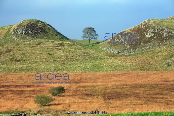 : Hadrian's Wall - Sycamore Gap, beside Steel Rig : Hadrian's Wall - Sycamore Gap, beside Steel Rig