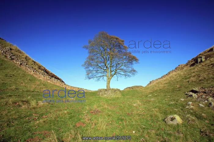 : Hadrian's Wall - Sycamore Gap, beside Steel Rig, autumn : Hadrian's Wall - Sycamore Gap, beside Steel Rig, autumn