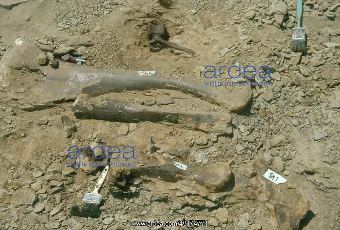 : Hadrosaur Bones : Hadrosaur Bones