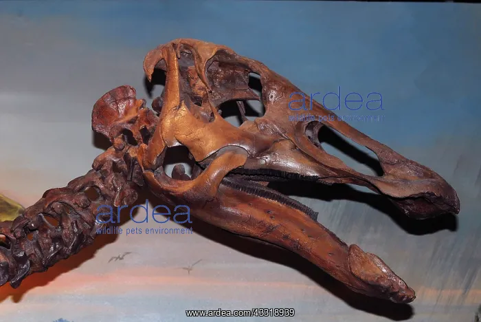 : Hadrosaur or Duck-billed Dinosau : Hadrosaur or Duck-billed Dinosau