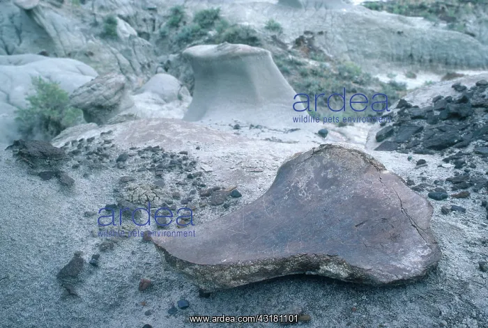 : Hadrosaur Limb Bone : Hadrosaur Limb Bone