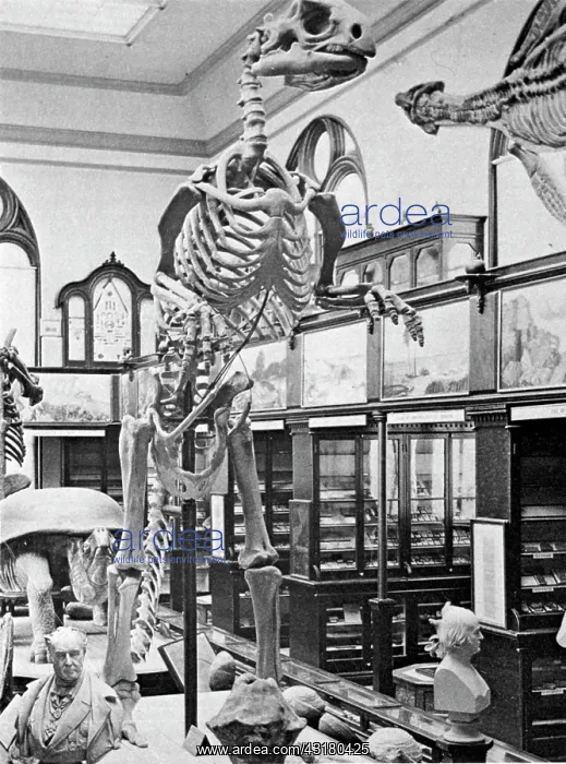 : Hadrosaurus Reconstruction, 1898 : Hadrosaurus Reconstruction, 1898