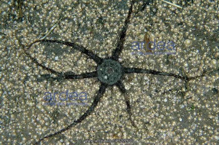 : Haeckeli Anemone - amongst Foraminifera (Foraminifera : Haeckeli Anemone - amongst Foraminifera (Foraminifera
