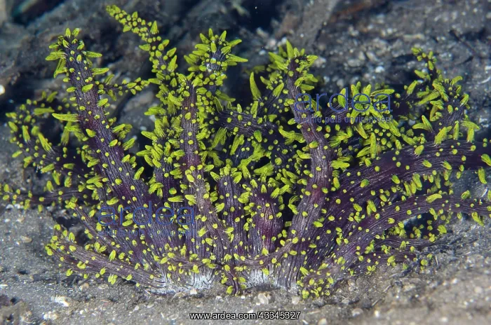 : Haeckeli Anemone - Ghost Bay dive site, Amed, Karangasem : Haeckeli Anemone - Ghost Bay dive site, Amed, Karangasem