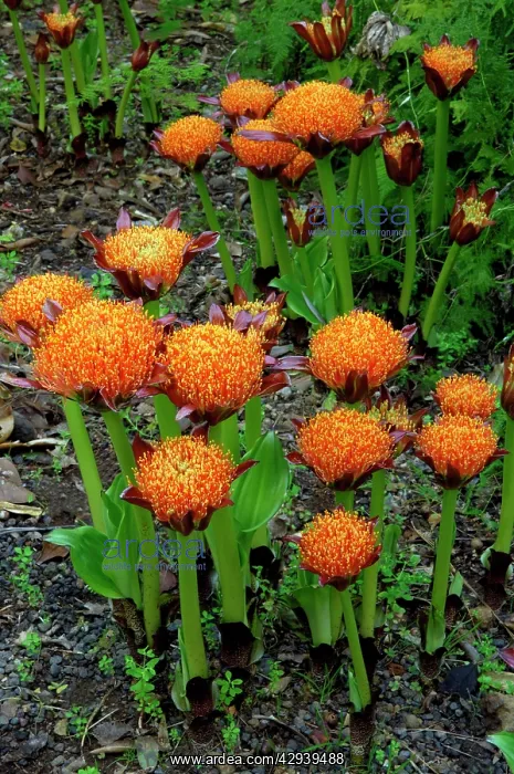 : Haemanthus puniceus - Botanical Gardens : Haemanthus puniceus - Botanical Gardens