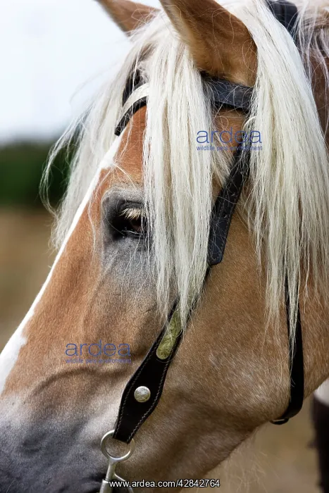 : Haflinger / Avelignese Horse : Haflinger / Avelignese Horse