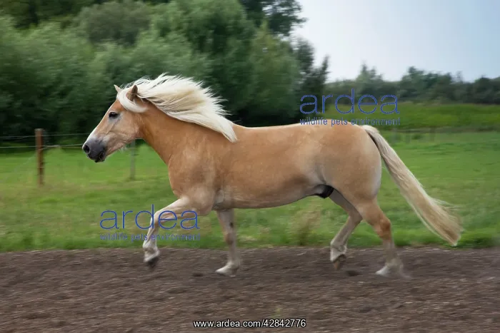  : Haflinger  /  Avelignese Horse