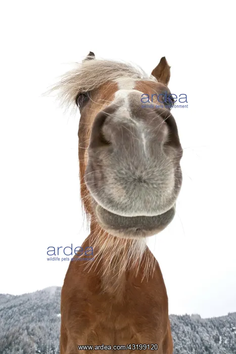 : Haflinger, domestic horse (Equus ferus caballus) : Haflinger, domestic horse (Equus ferus caballus)