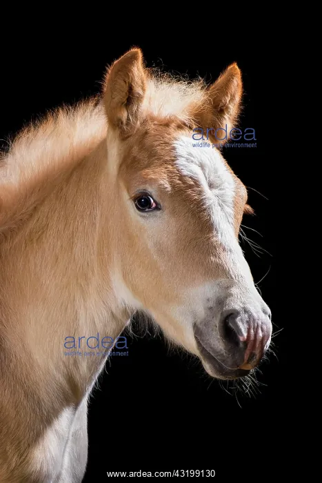 : Haflinger Foal stallion, Stubai Valley, Tyrol, &, x5b3;trreic : Haflinger Foal stallion, Stubai Valley, Tyrol, &, x5b3;trreic