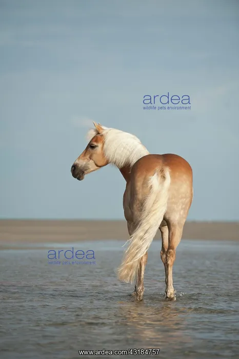: Haflinger horse on the beach, St. Peter-Ording : Haflinger horse on the beach, St. Peter-Ording