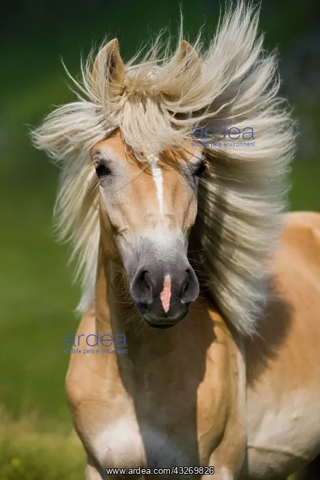 : Haflinger horse with flowing mane, Sintersbach Hochalm : Haflinger horse with flowing mane, Sintersbach Hochalm