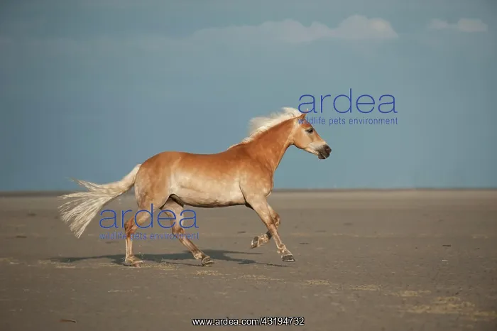 : Haflinger horse galloping along the beach : Haflinger horse galloping along the beach
