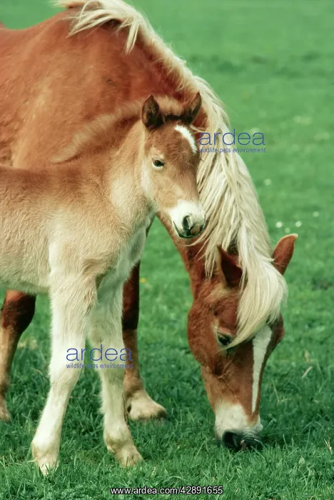 : HAFLINGER HORSE - mare and foal grazing : HAFLINGER HORSE - mare and foal grazing