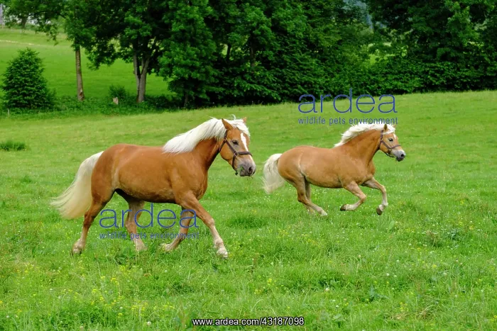 : Haflinger, horse, in a meadow, Bad Heilbrunn, Upper : Haflinger, horse, in a meadow, Bad Heilbrunn, Upper