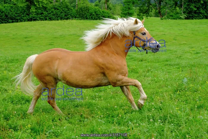 : Haflinger, horse, in a meadow, Bad Heilbrunn, Upper : Haflinger, horse, in a meadow, Bad Heilbrunn, Upper