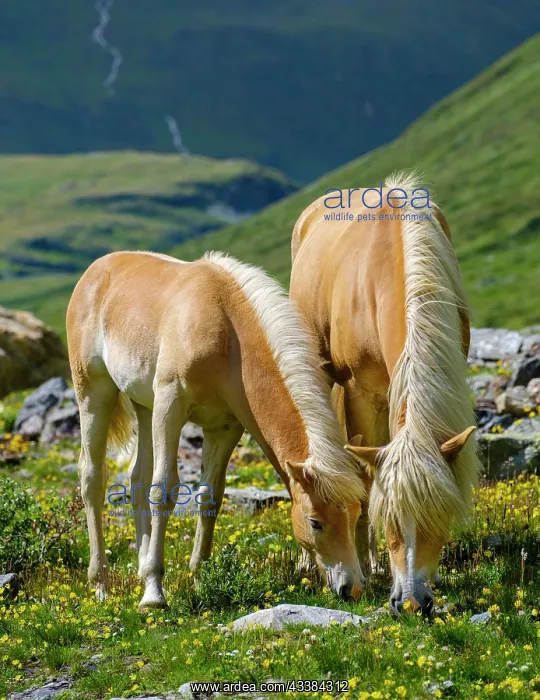 : Haflinger Horse on its mountain pasture (Shieling) : Haflinger Horse on its mountain pasture (Shieling)