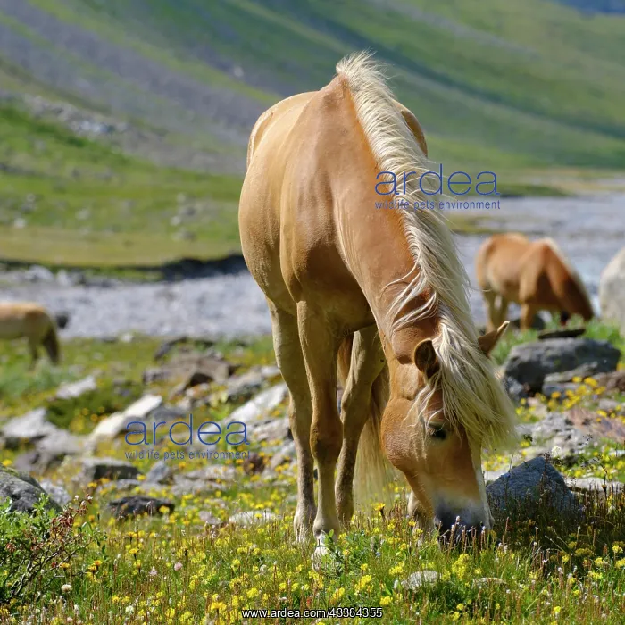 : Haflinger Horse on its mountain pasture (Shieling) : Haflinger Horse on its mountain pasture (Shieling)