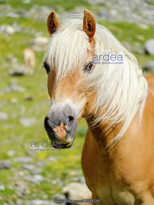 : Haflinger Horse on its mountain pasture (Shieling) : Haflinger Horse on its mountain pasture (Shieling)