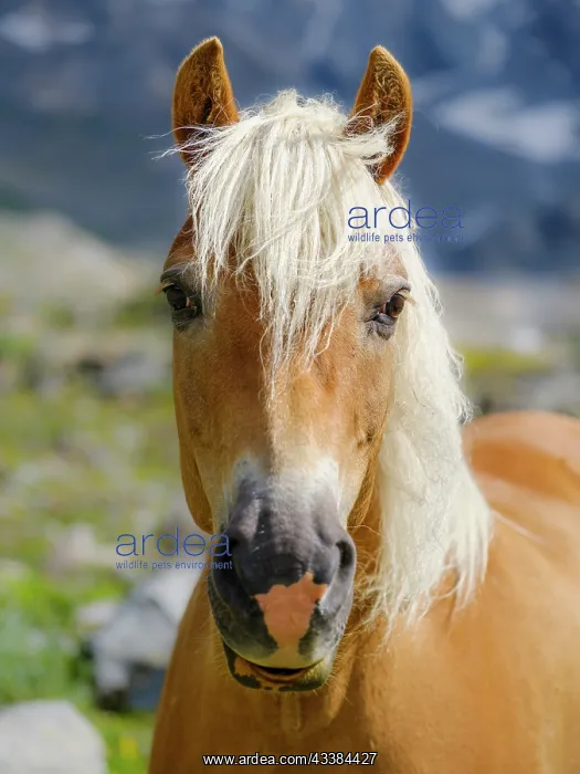 : Haflinger Horse on its mountain pasture (Shieling) : Haflinger Horse on its mountain pasture (Shieling)