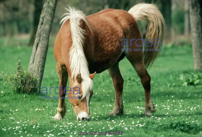 : Haflinger Horse - Pony, Mare : Haflinger Horse - Pony, Mare