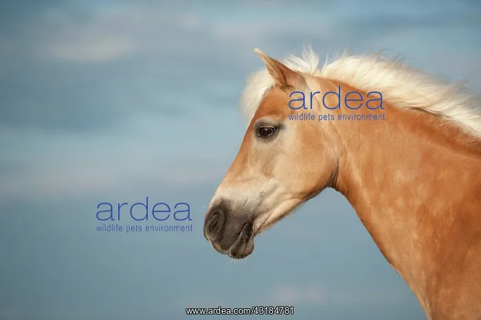 : Haflinger horse, portrait, Sankt Peter-Ording, Schleswig-Hol : Haflinger horse, portrait, Sankt Peter-Ording, Schleswig-Hol