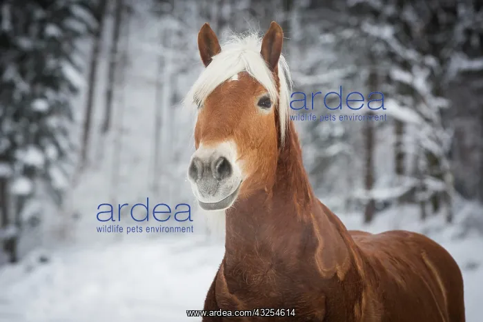 : Haflinger horse in the snow, Tyrol, Austria, Europe : Haflinger horse in the snow, Tyrol, Austria, Europe