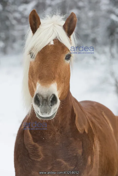 : Haflinger horse in the snow, Tyrol, Austria, Europe : Haflinger horse in the snow, Tyrol, Austria, Europe