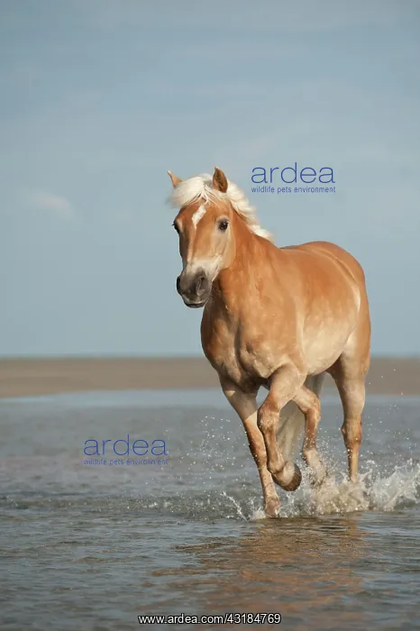 : Haflinger horse trotting along the beach, St. Peter-Ording : Haflinger horse trotting along the beach, St. Peter-Ording