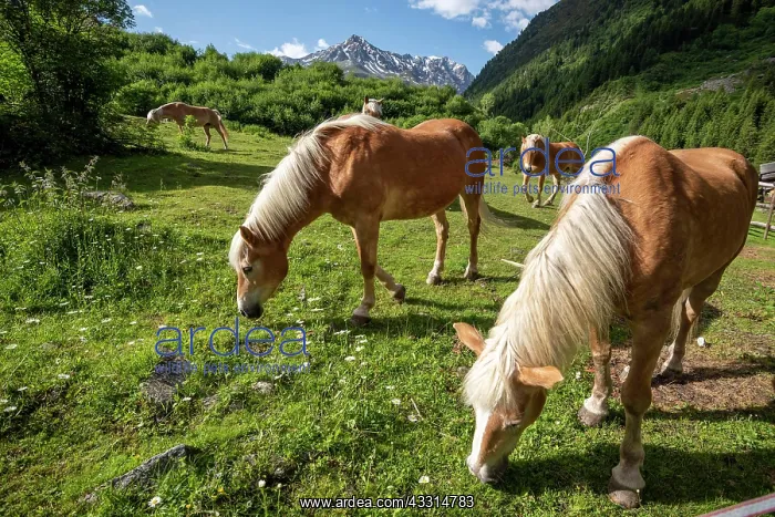  : Haflinger, horses, paddock in Pitztal, Tieflehn