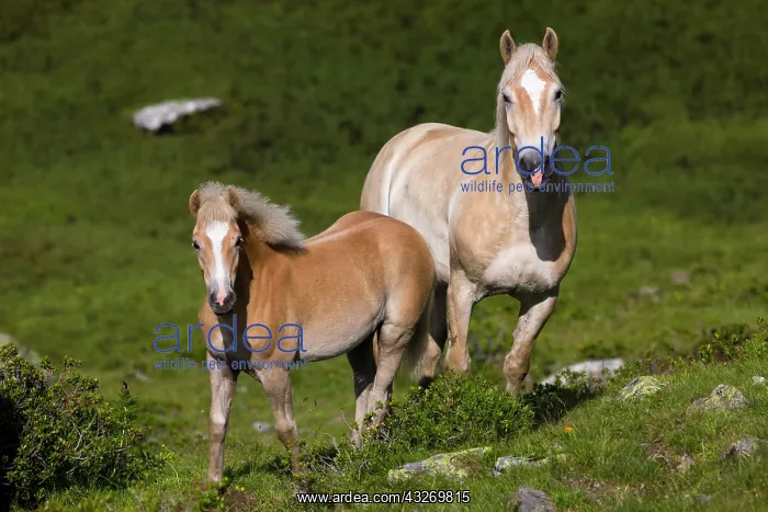 : Haflinger horses on pasture, mare with foal on the : Haflinger horses on pasture, mare with foal on the