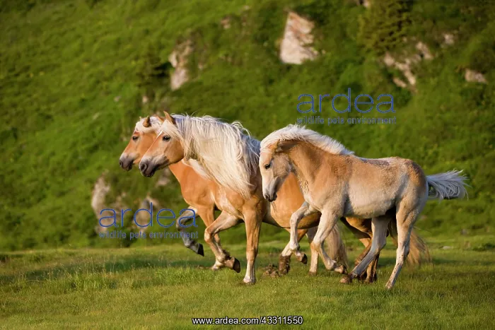 : Haflinger horses on pasture, Sintersbach Hochalm : Haflinger horses on pasture, Sintersbach Hochalm