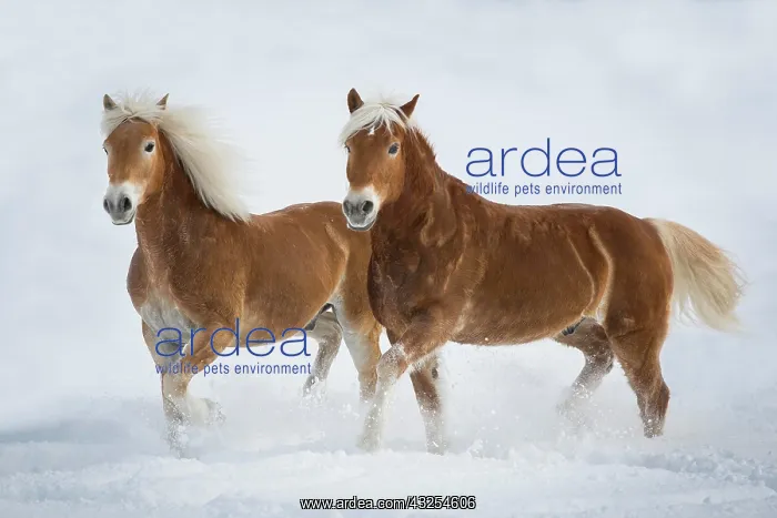 : Haflinger horses in the snow, Tyrol, Austria, Europe : Haflinger horses in the snow, Tyrol, Austria, Europe