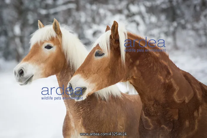 : Haflinger horses in the snow, Tyrol, Austria, Europe : Haflinger horses in the snow, Tyrol, Austria, Europe