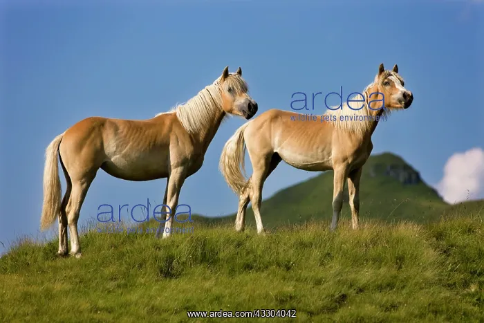 : Haflinger horses, yearlings on pasture, Sintersbach : Haflinger horses, yearlings on pasture, Sintersbach