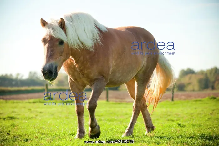 : Haflinger mare in the meadow : Haflinger mare in the meadow