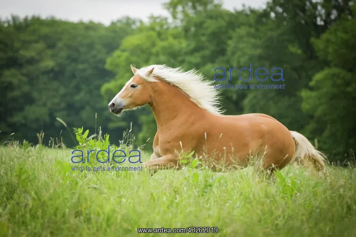: Haflinger mare running on pasture, Tyrol, Austria : Haflinger mare running on pasture, Tyrol, Austria