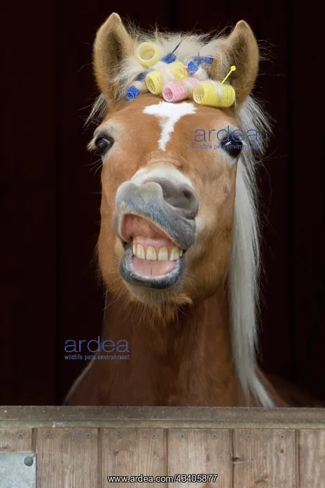 : Haflinger mare, sorrel, with curlers, flehming : Haflinger mare, sorrel, with curlers, flehming