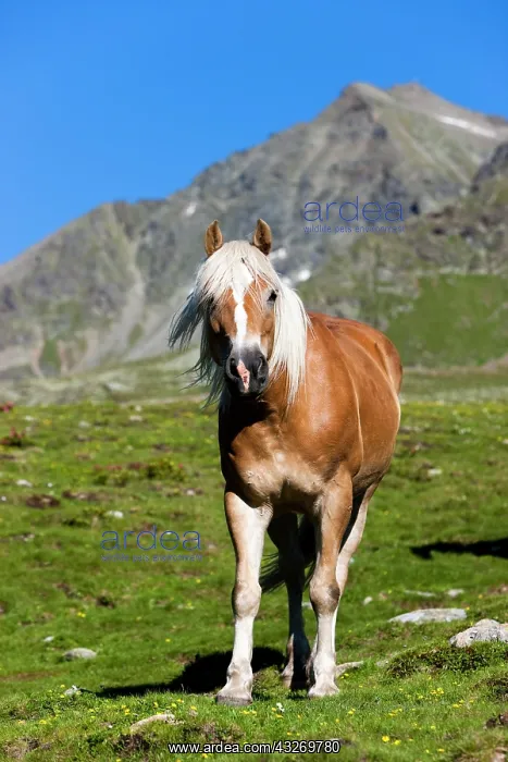 : Haflinger on the mountain pasture, sorrel, Stubai : Haflinger on the mountain pasture, sorrel, Stubai