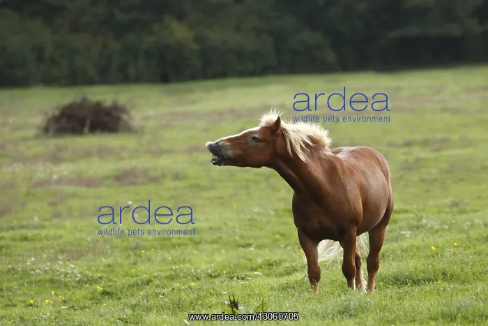 : Haflinger smelling odors in a meadow France : Haflinger smelling odors in a meadow France