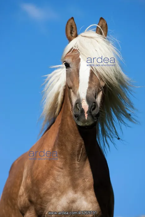 : Haflinger, sorrel, portrait against blue sky, Austria : Haflinger, sorrel, portrait against blue sky, Austria