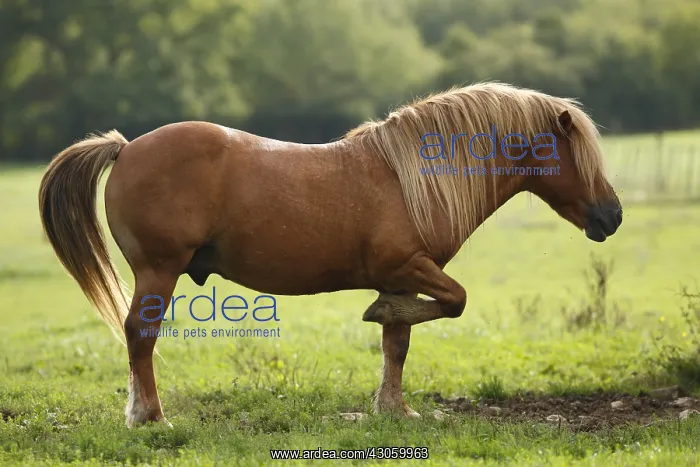 : Haflinger stallion raising a previous in a meadow in freedom : Haflinger stallion raising a previous in a meadow in freedom