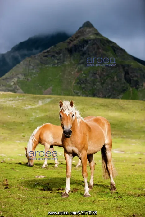: Haflingers, mountain pasture, K&, x28d21a6c; Tyrol : Haflingers, mountain pasture, K&, x28d21a6c; Tyrol