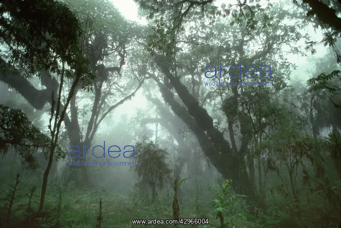 : Hagenia Forest, Mountain Gorilla Habitat (Gorilla : Hagenia Forest, Mountain Gorilla Habitat (Gorilla
